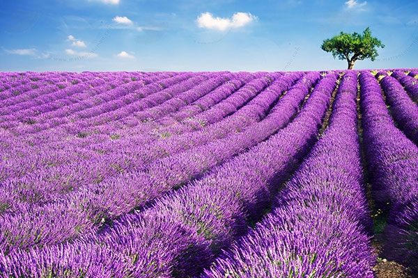 Cánh Đồng hoa Lavender Đà Lạt gây sốt những ngày tháng 5