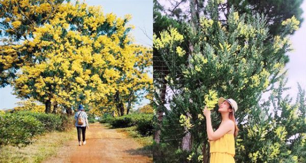Du lịch Đà Lạt tháng 12 ngắm sắc vàng của hoa mimosa