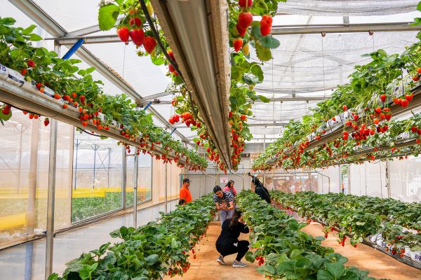Vườn dâu Ogarnic một trong những địa điểm đến tuyệt vời của Đà Lạt