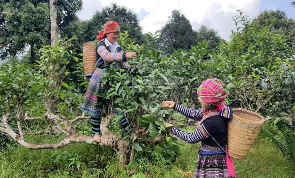 Chè tuyết san rất thích hợp làm quà cho người cao tuổi