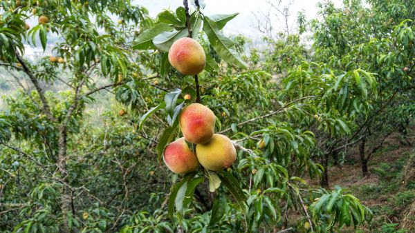 Đào Sapa - Hoa quả đặc sản được mong chờ vào mùa hè của Sapa