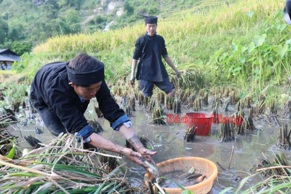 Trải nghiệm bắt cá chép tại ruộng bậc thang