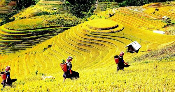 Du lịch Hoàng Su Phì không thể bỏ qua những thửa ruộng bậc thang trùng điệp