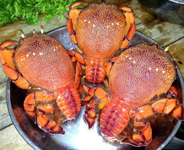 Cua huỳnh đế có giá từ 2 - 4 triệu đồng/kg