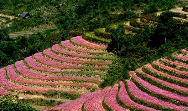 Du lịch Hoàng Su Phì nên chơi ở đâu? Cánh đồng tam giác mạch