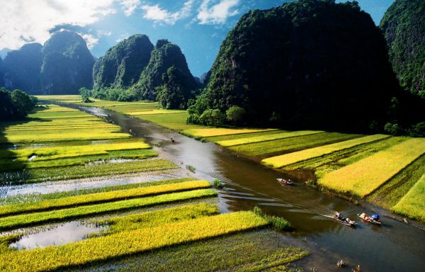Mùa lúa chín Ninh Bình