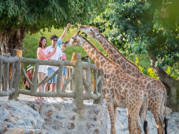 Động vật tại Safari rất thông minh và thân thiện