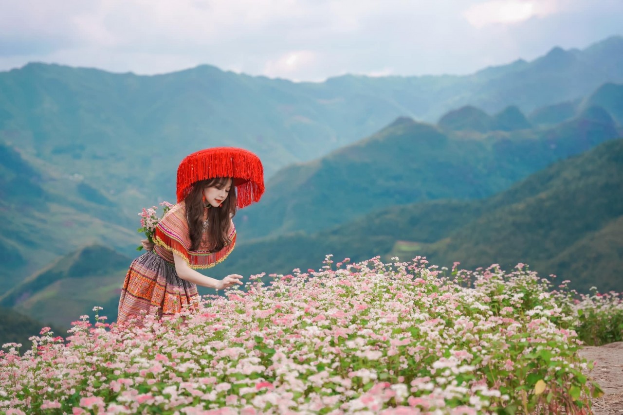 Săn vé máy bay giá rẻ lên Hà Giang ngắm hoa tam giác mạch