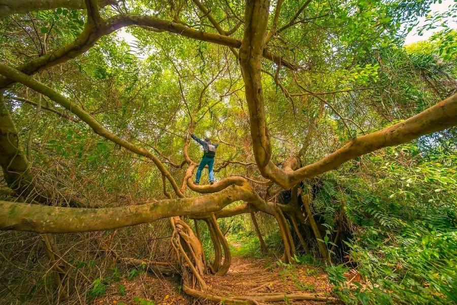 Khu du lịch sân chim Vàm Hồ, Bến Tre
