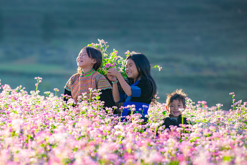 Hoa tam giác mạch xuất hiện ở Hà Giang vào cuối đông