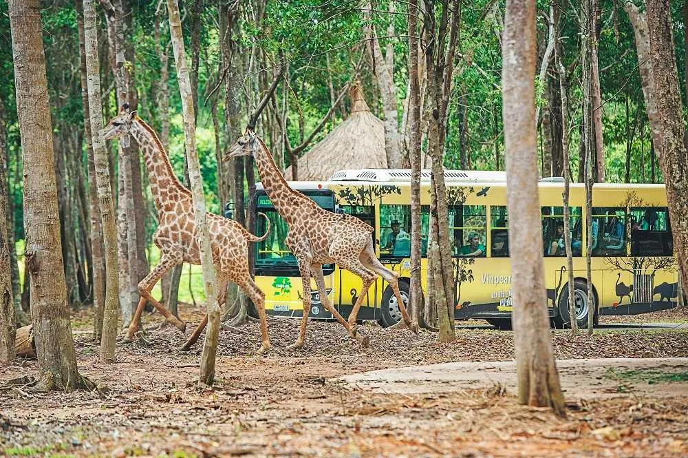 Vinpearl Safari Phú Quốc