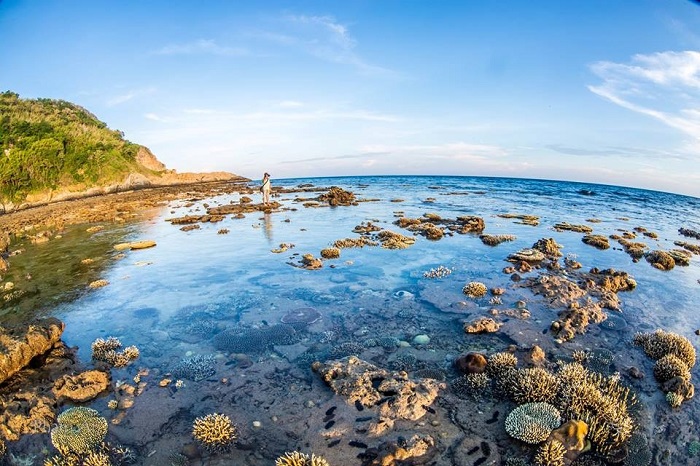 San hô tại Hòn Cau Côn Đảo