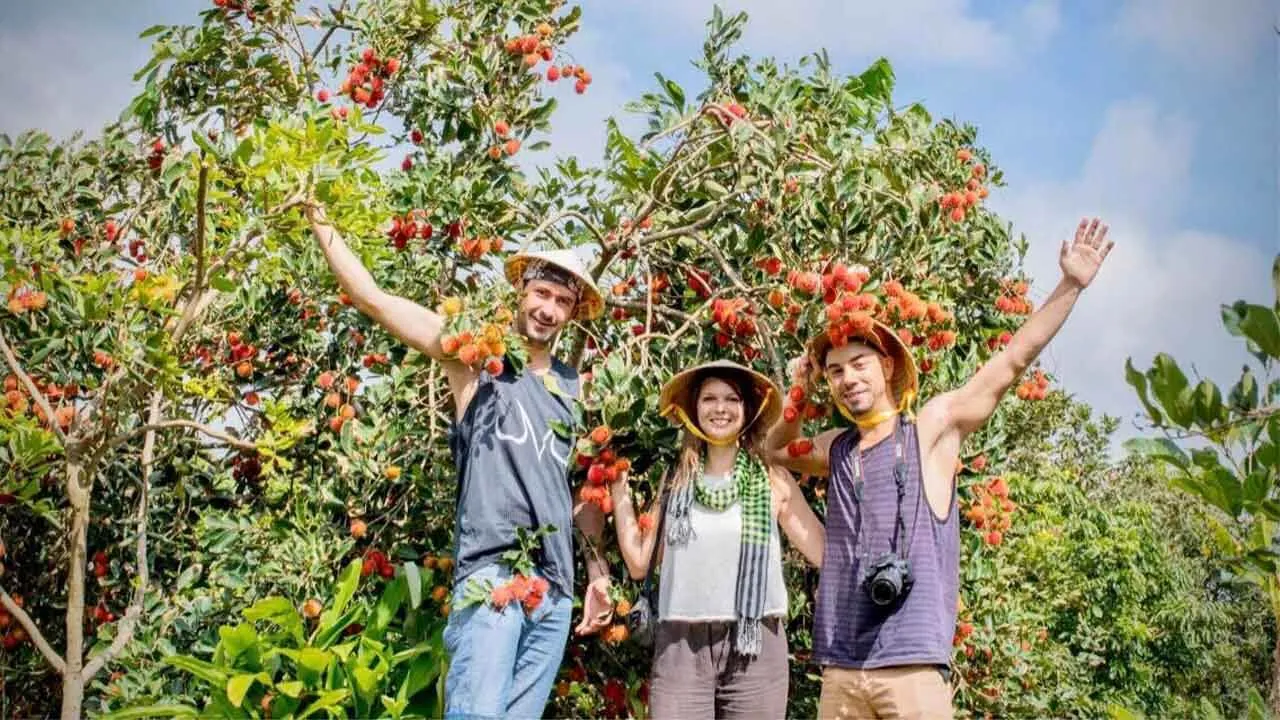 Trải nghiệm hái trái cây tại vườn cực kỳ thú vị