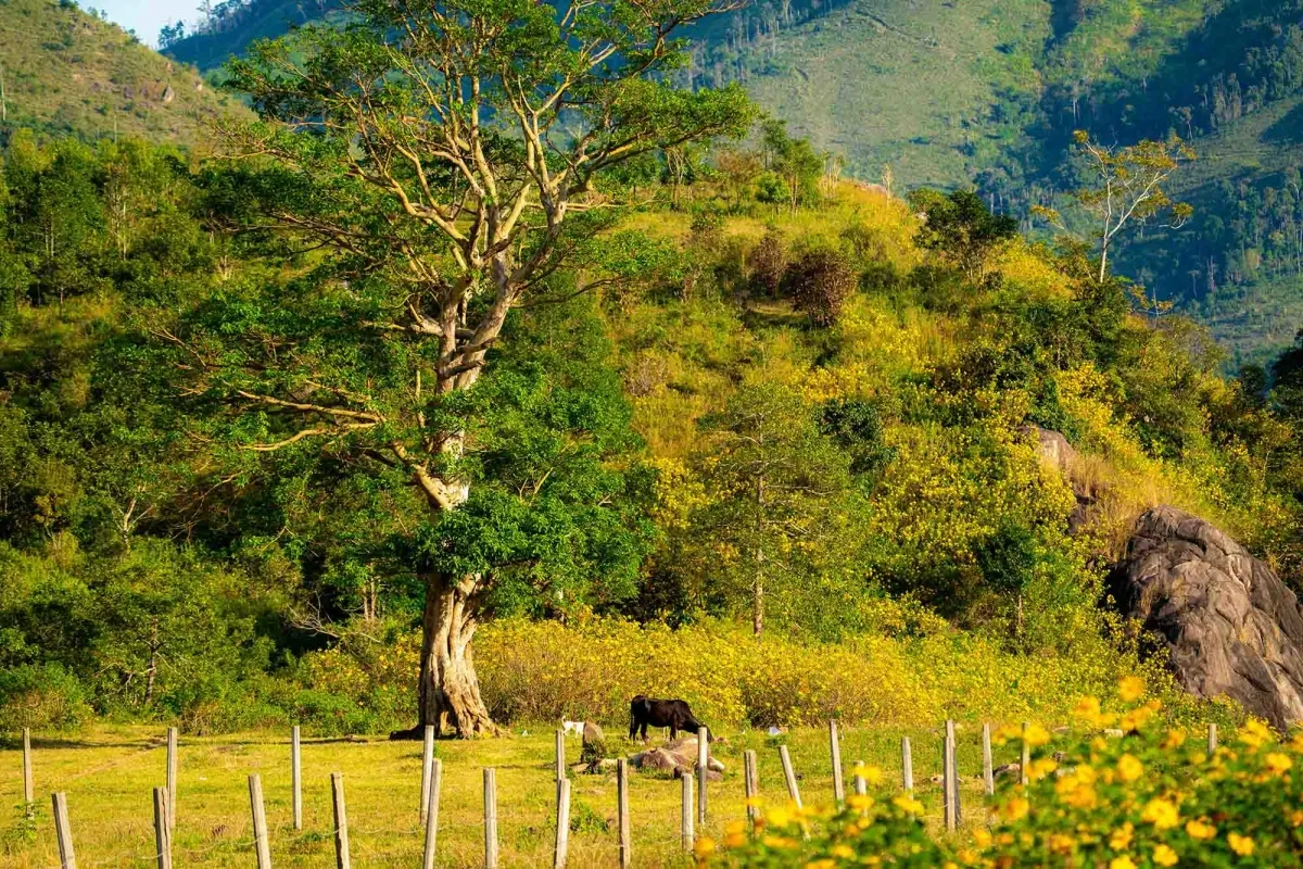 Du lịch Gia Lai mùa hoa dã quỳ