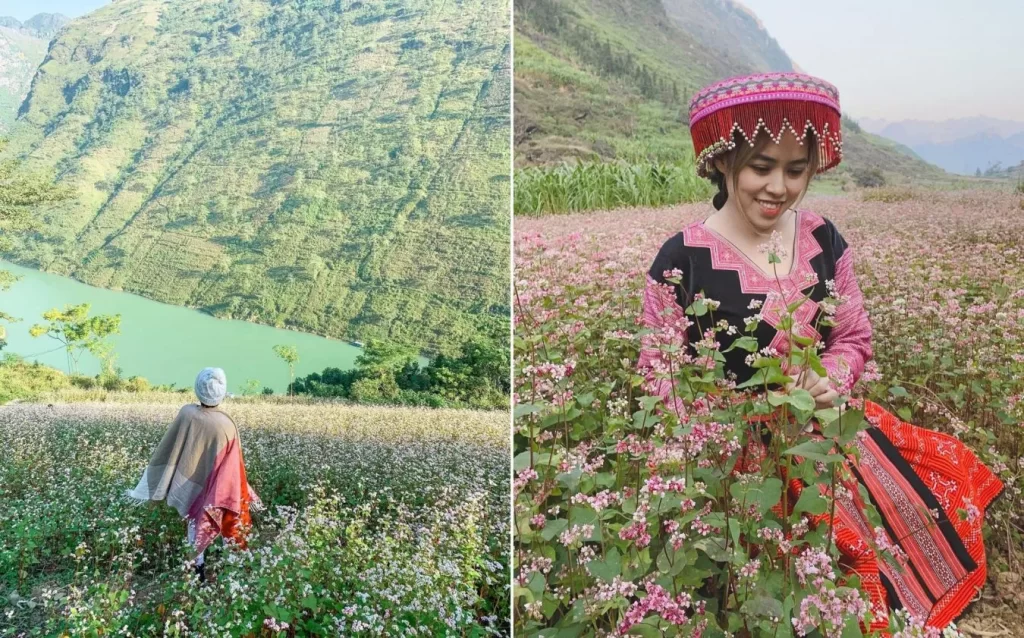 Tháng 11 mùa tam giác mạch Hà Giang
