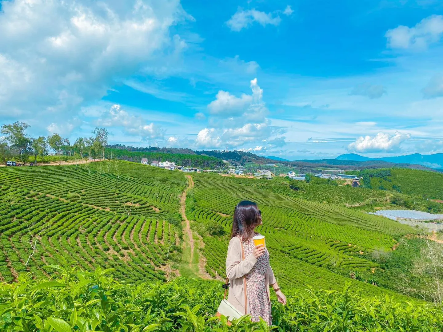 Vẻ đẹp yên bình của đồi chè Cầu Đất