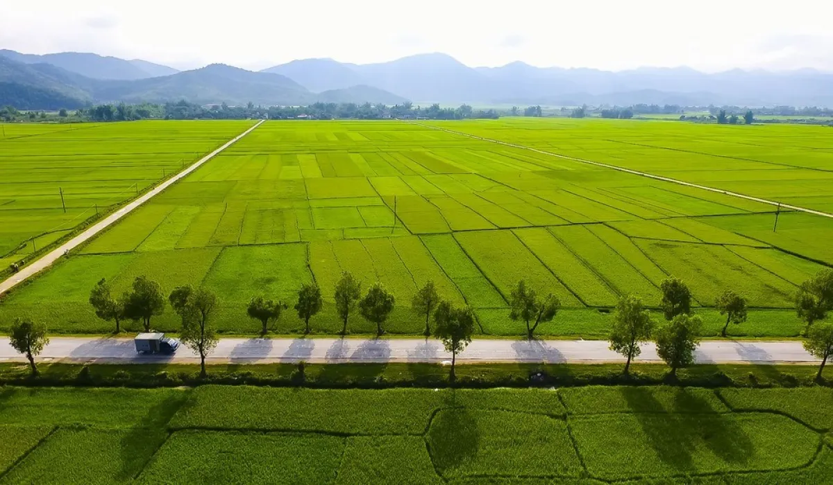 Mường Thanh - Cánh đồng lớn nhất Tây Bắc
