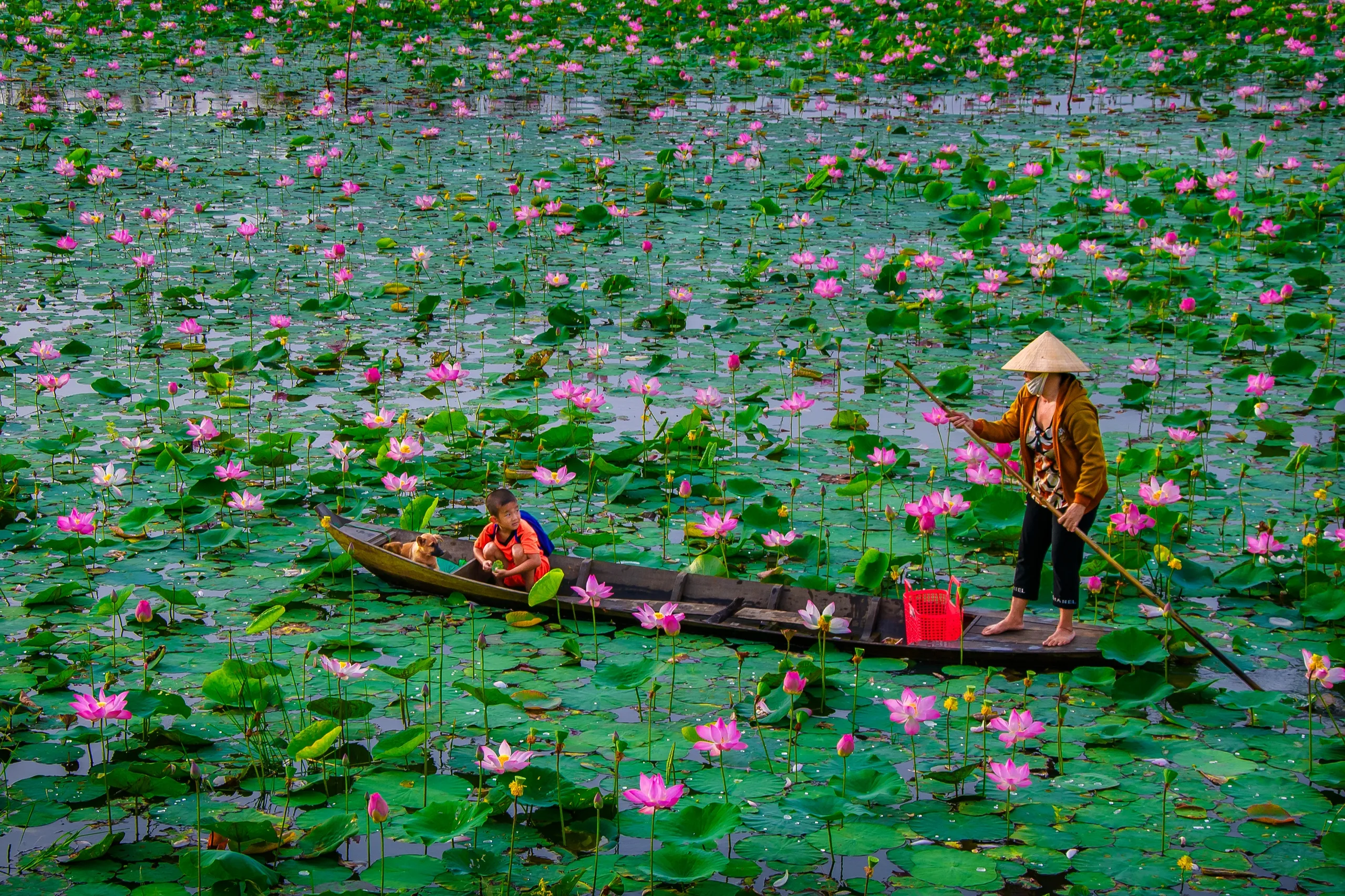 Du lịch Đồng Tháp, cõi mơ của sen hồng và phù sa