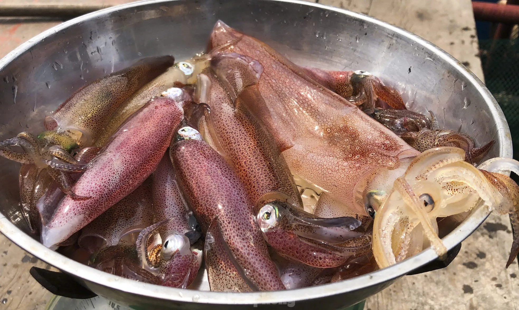 Mực nhảy Vũng Áng tươi rói