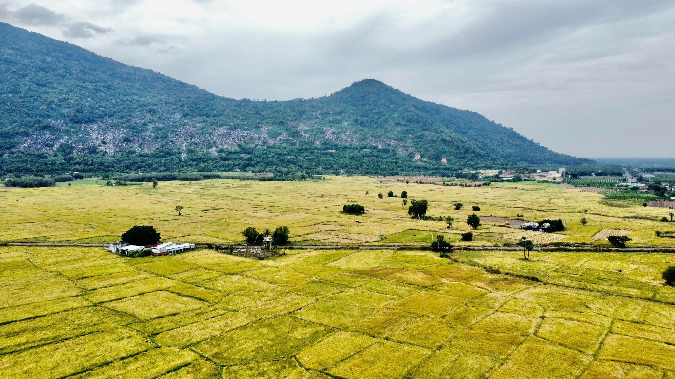 Cánh đồng lúa vàng rực rỡ ở Tây Ninh