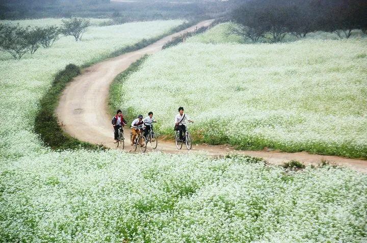 Mộc Châu toát lên vẻ yên bình hiếm thấy ở những thành phố lớn