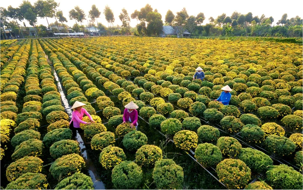 Đồng Tháp toát lên vẻ rực rỡ với sắc hoa nở rộ vào những ngày đầu năm