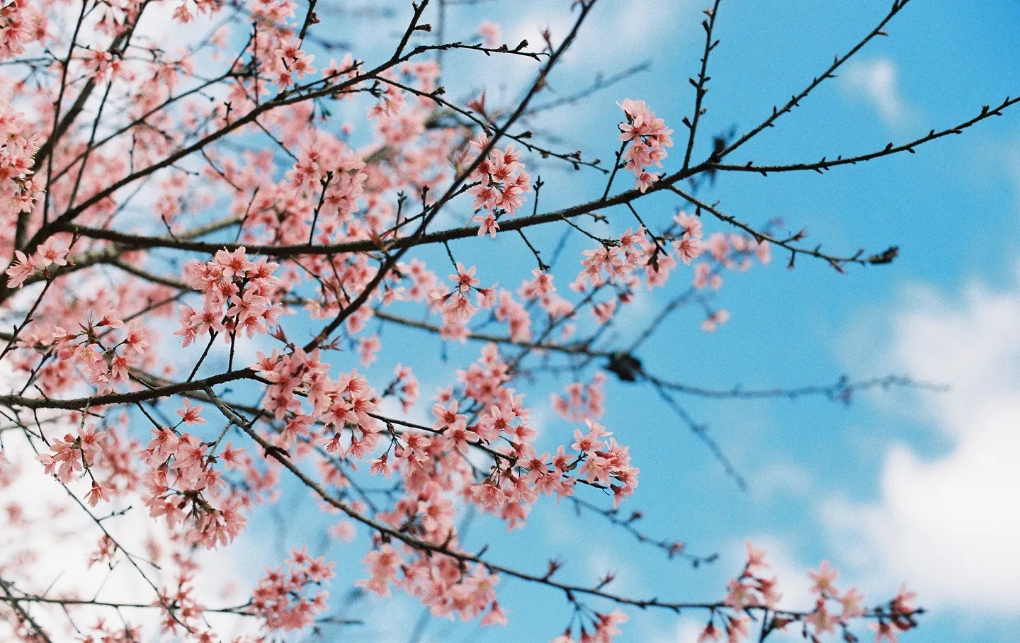 Nắm rõ những lưu ý để có một chuyến du xuân trọn vẹn