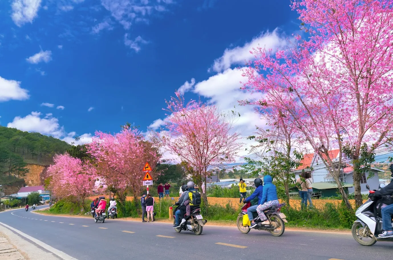 Kinh nghiệm du lịch Đà Lạt dịp Tết 2026: Ăn gì, chơi gì, ở đâu?
