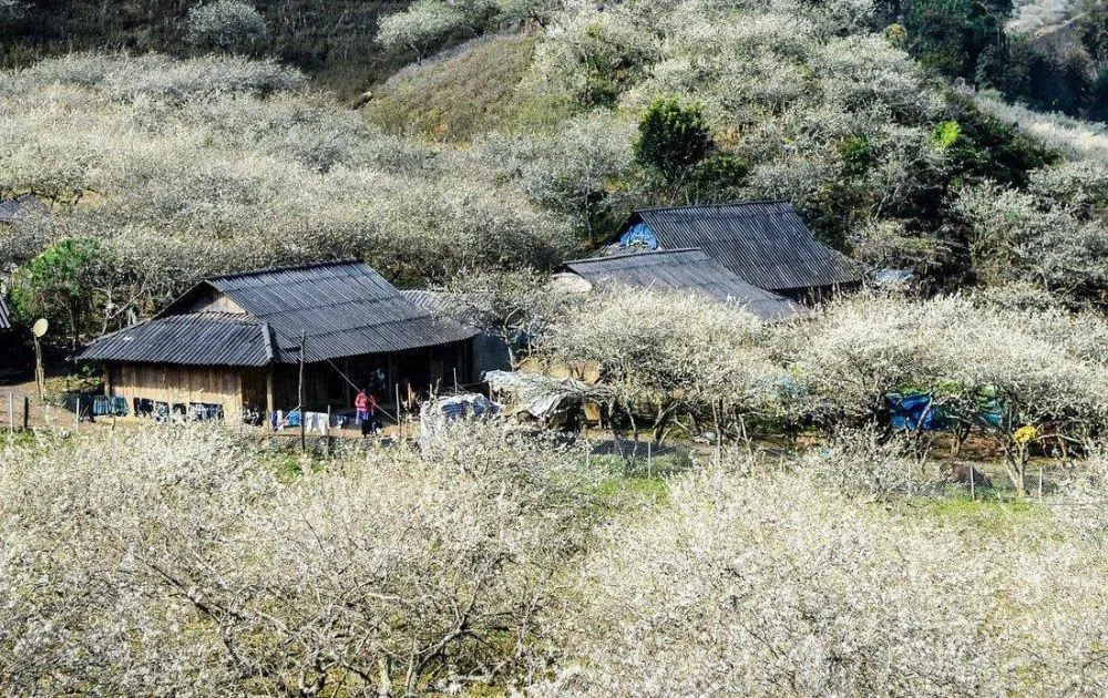Thiên đường hoa mận Nà Ka bao trắng cả khu rừng