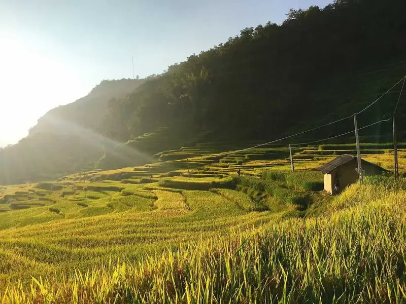 Tây Bắc tháng 10 với những thửa ruộng bậc thang rực màu lúa chín